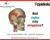 Anatomia czaszki z zaznaczonymi mięśniami. Czy to ból zęba czy mięśnia? Fizjoterapia stomatologiczna.